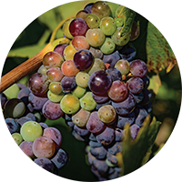 Wineries Circle Icon 1
